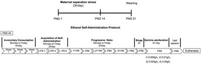 Maternal Separation Stress Affects Voluntary Ethanol Intake in a Sex Dependent Manner